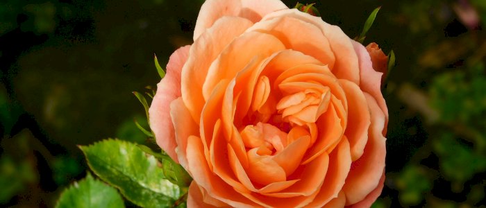 Veiledersamling for IMI kirken sine veiledere