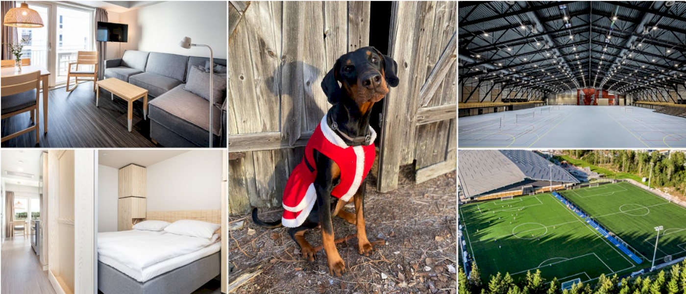 Norsk Dobermann Klub - Juleutstilling 2023