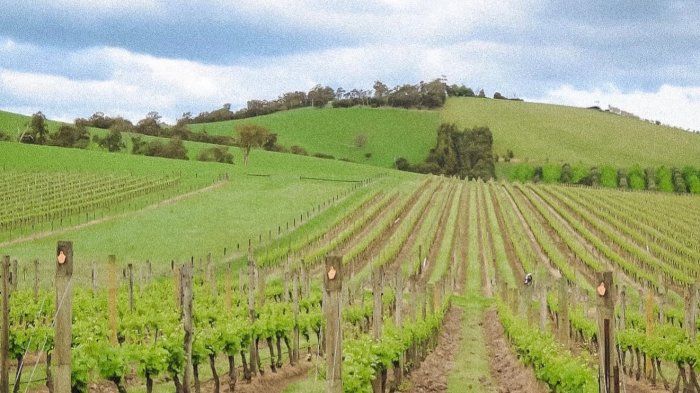 Kulturell dagstur til Yarra Valley