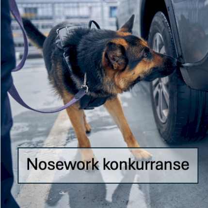 Nosework konkurranse S1-U og S1-K