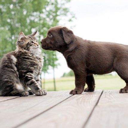 Valpen blir kjent med verden