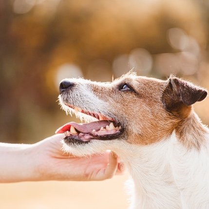 Glad hund, trygt bånd – en smakebit på positiv trening