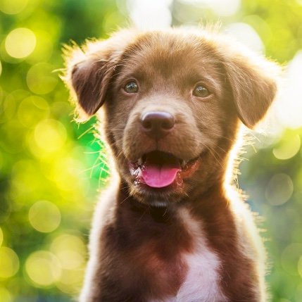 Trygg start for små poter