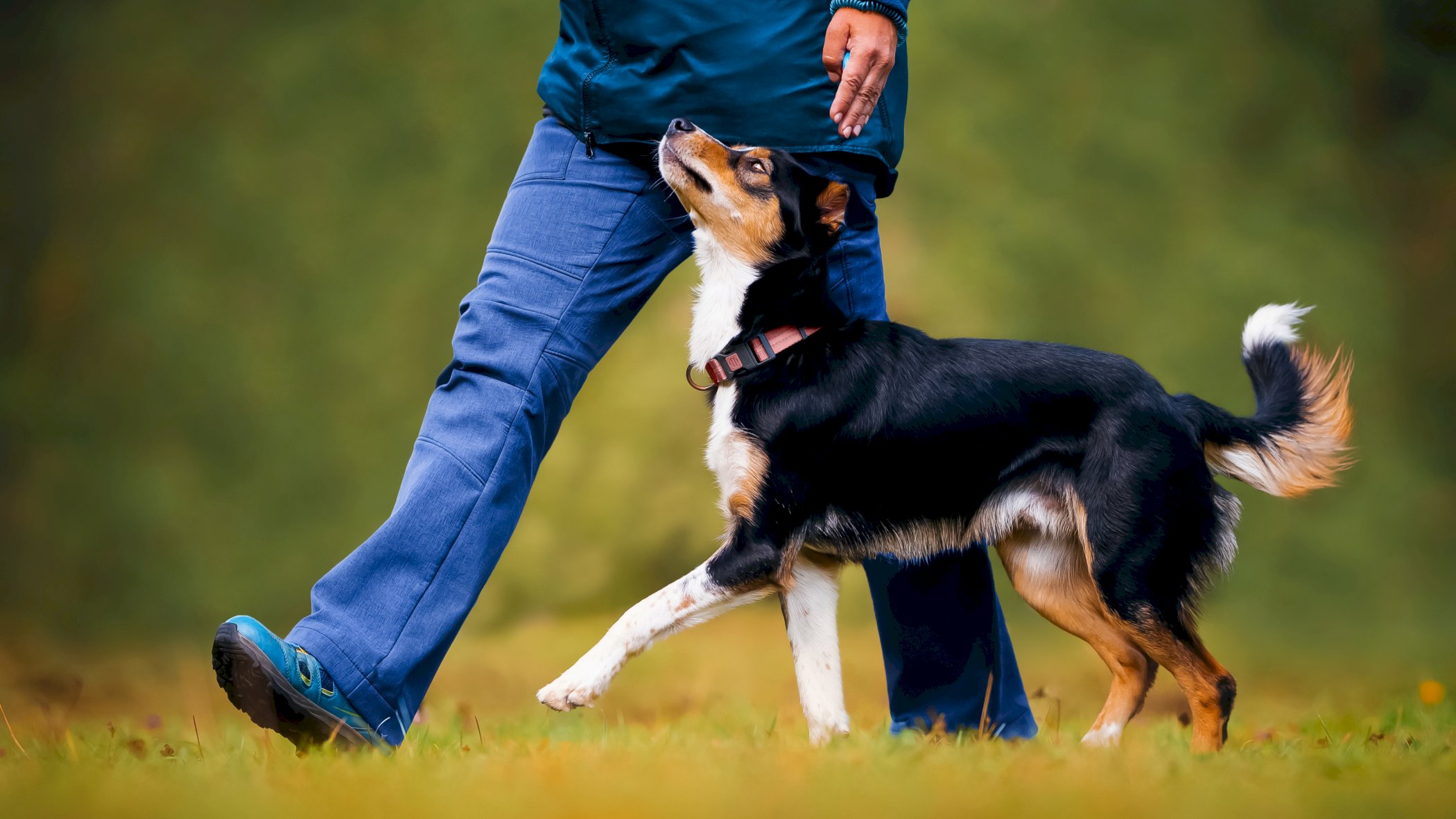 Finn din hundesport