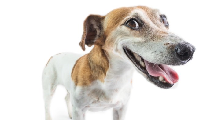 Temakveld: "Stress hos hund – forstå og forebygg"