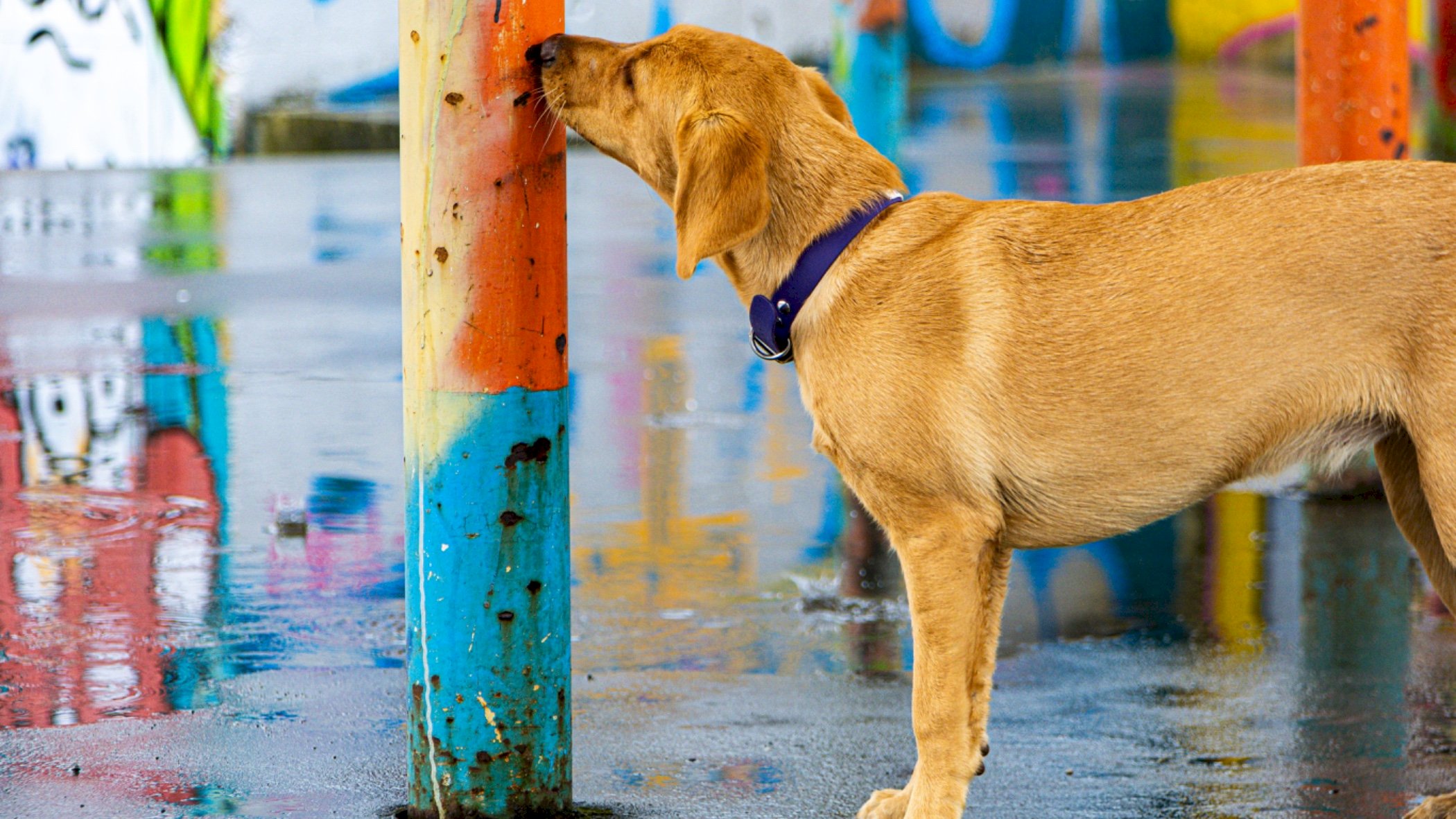 Nosework trinn 2