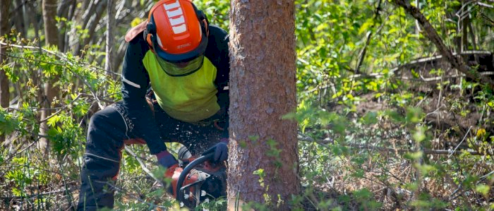 Bruk og vedlikehold av motorsag  -  Aurskog-Høland 03.02.2025 (HM)