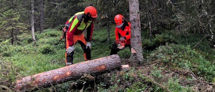 Hogst med motorsag - Flekkefjord 28.03.2025 (JMR)