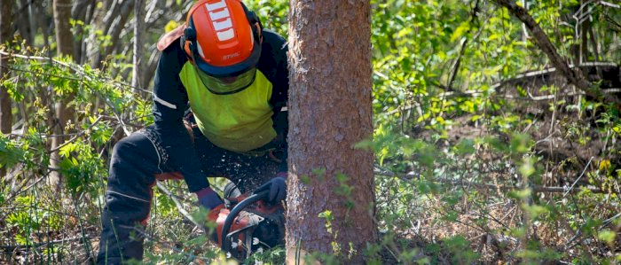 Hogst med motorsag - Fauske 02.04.2025 (OBB)