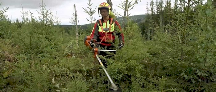 Ungskogpleie - Aurskog-Høland 02.06.2025 (HM)