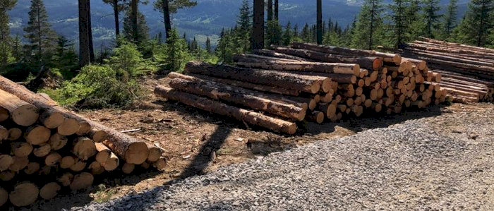 Praktisk kurs i verdsetting av skog, Bryne 24.06.25