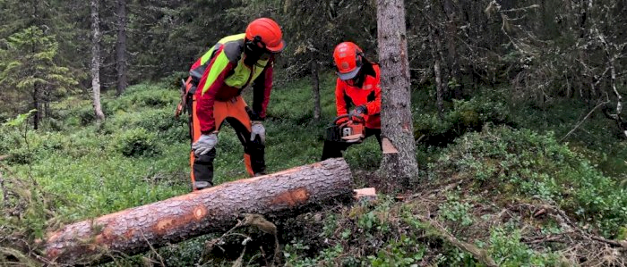 Hogst med motorsag kun for kvinner - Evje og Hornnes 14.08.2025 (JMR)