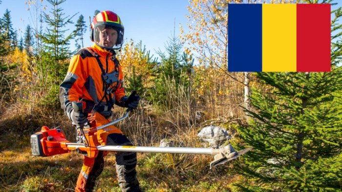 Ungskogpleie for profesjonelle (nettkurs - rumensk)