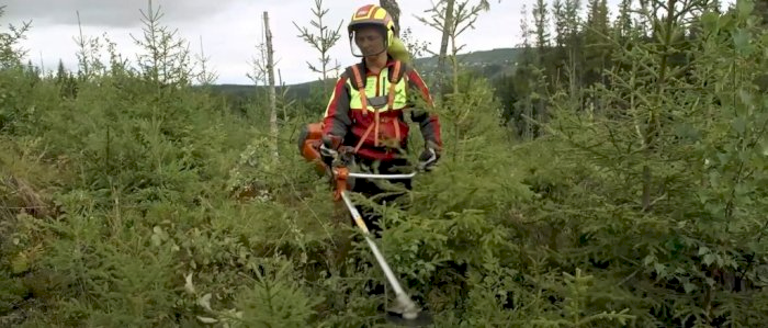 Ungskogpleie - Gjøvik 12.08.2025 (BS)
