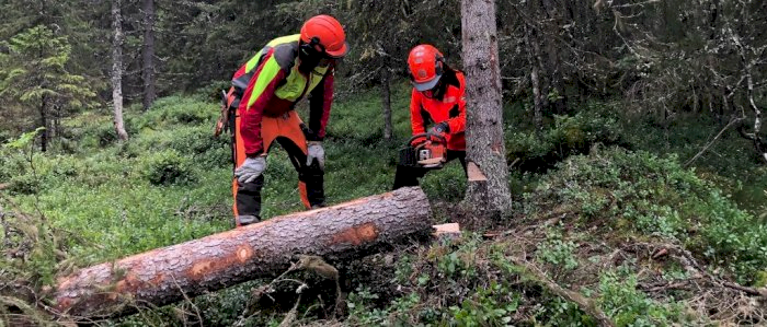 Vindfallhogst - Midtre Gauldal 22.11.2025 (SW)