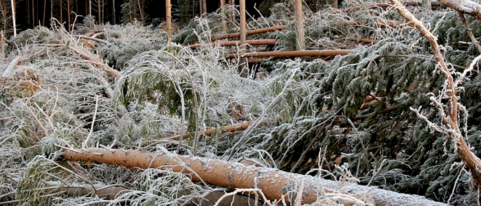 Vindfallhogst - Luster 11.12.2025 (AL)