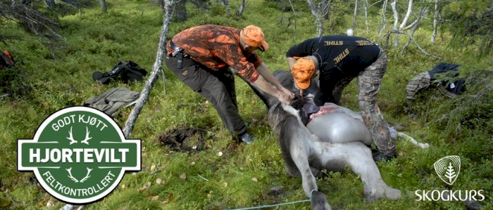 Feltkontroll av hjorteviltkjøtt Aure 19.august