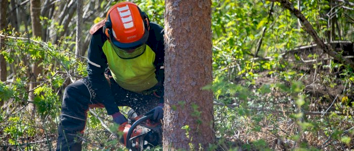Tynning med motorsag - Lierne 02.11.2026 (BAO)