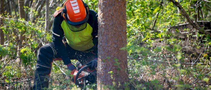 Hogst med motorsag - Sunndal 08.10.2026 (IL)