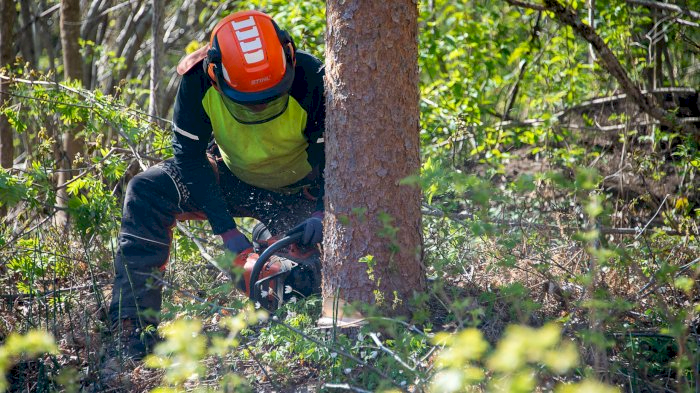 Bruk og vedlikehold av motorsag - Nesbyen 02.11.2026 (AG)