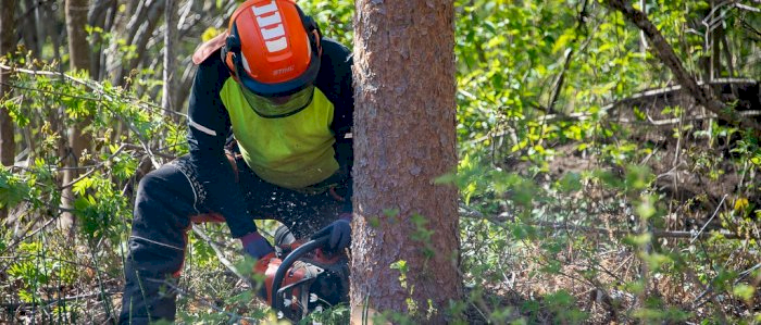 Bruk og vedlikehold av motorsag - Lesja 24.10.2026 (PAS) kun for damer