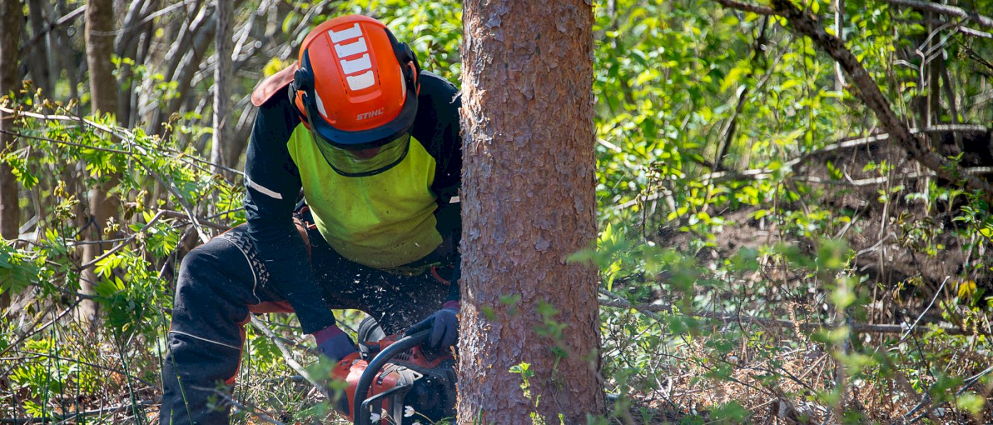 Hogst med motorsag - Setesdal