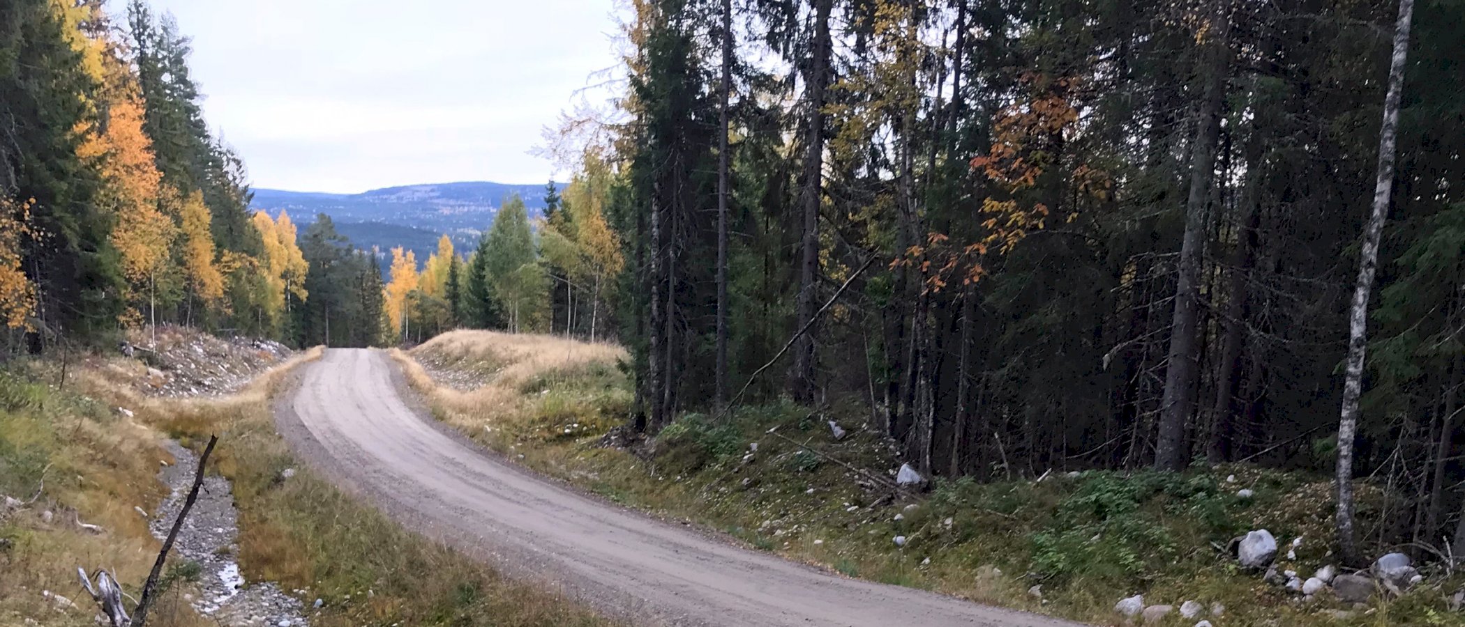 Drift og forvaltning av skogsbilvei - webinar