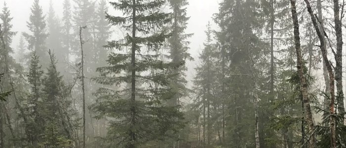 Lukkede hogstformer, en del av framtidens skogbruk - webinar