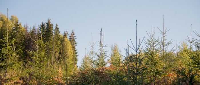 Ungskogpleie – et Colombi egg for framtidig verdiskapning og klima - webinar
