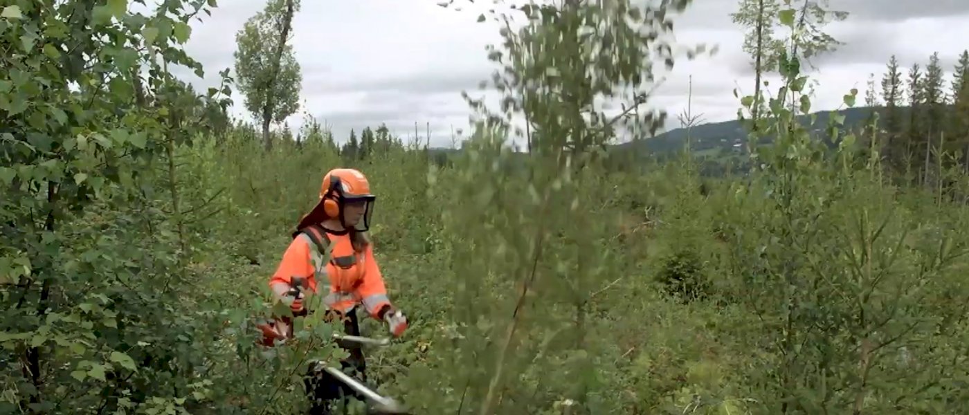 Ungskogpleie - Evje/Hornnes 18.08.2023 (KAR)