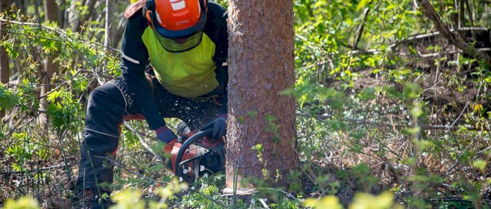 Risikovurdering av skog langs kraftlinjer – 7,5 timer - Hamar 10.11.2023 (IE)