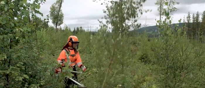 Ungskogpleie - Åmli 24.05.2024 (JMR)