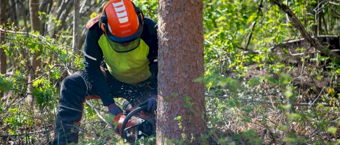 Bruk og vedlikehold av motorsag -  Larvik 8.10.2024 (SJ)