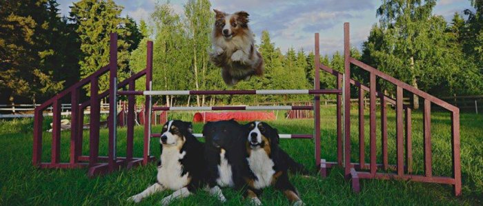 Innføringskurs i agility