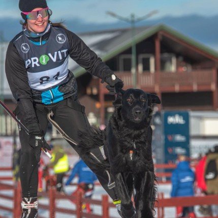 Mini-kurs i trekktrening med hund