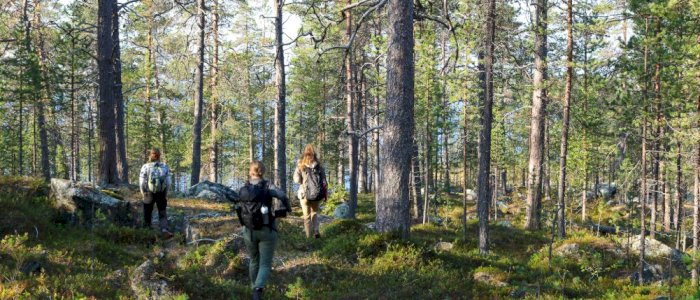 Helgeseminar for skogdebattskolen