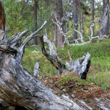 Tur til Pasvik Reservat