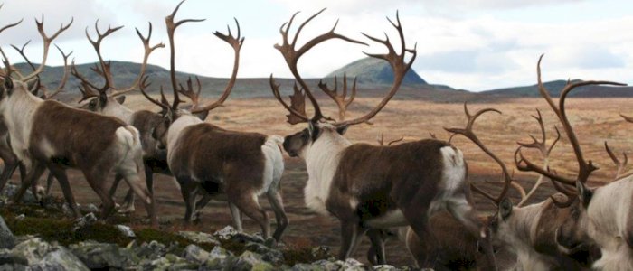 Aksjon for Villrein i Rondane
