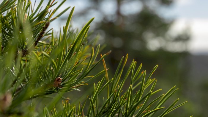 Nord-Norges skogseminar