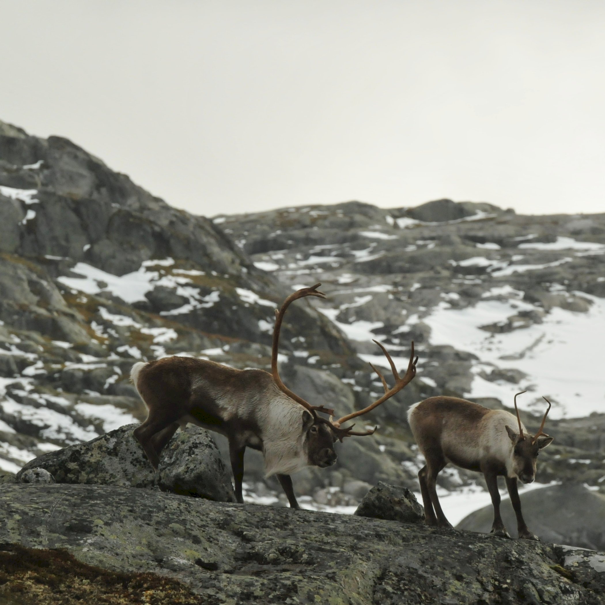 Villreinaksjon i Rondane