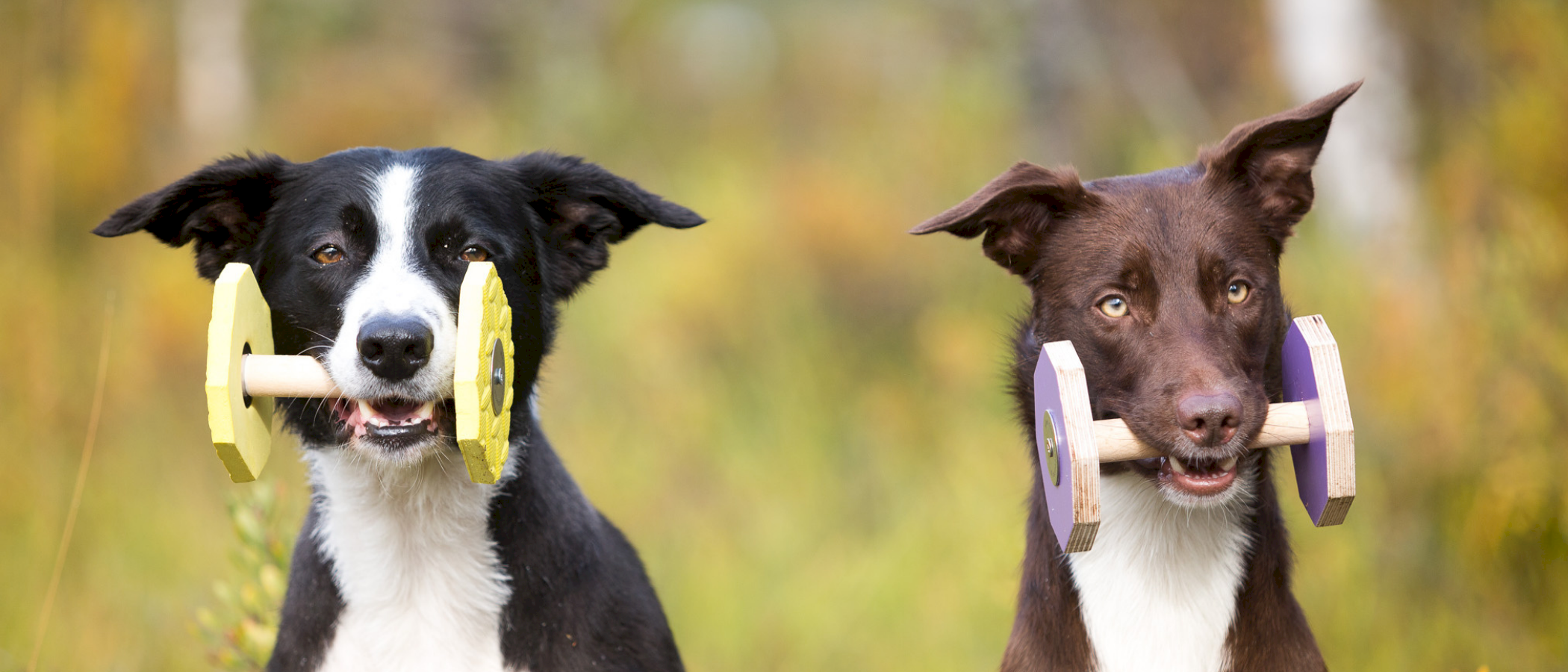 Grunnkurs i hundesport