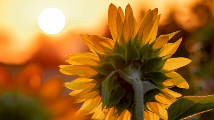 Regionkonferansen 2026