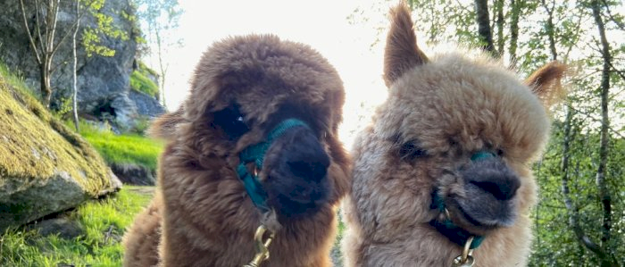 Alpakkavandring i vakkert fjordlandskap