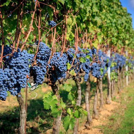 Vinkurs med Liora Levi - «Lykken er vin fra Piemonte»
