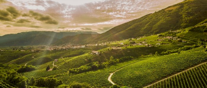 Masterclass med VALDO: Valdobbiadene Vs Prosecco