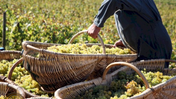 After Work: Burgund og TOGOUCHI japansk whisky