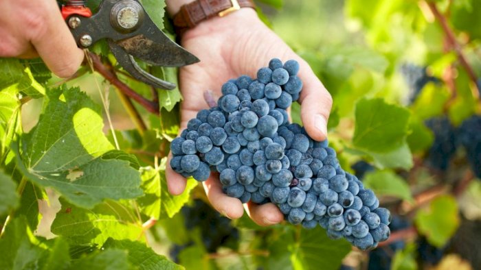 Bli kjent med pinot noir!