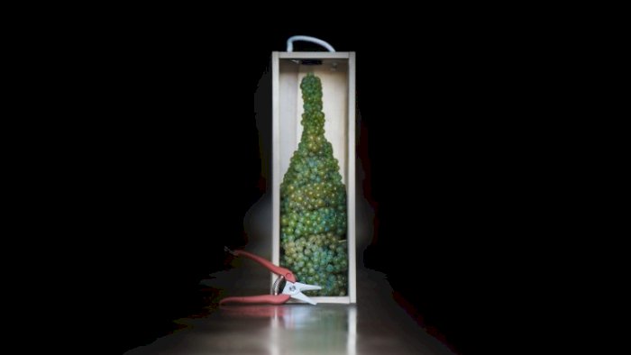 Bli kjent med musserende vin!