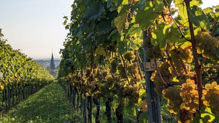 After Work: Tysk og østerriksk musserende + Tequila