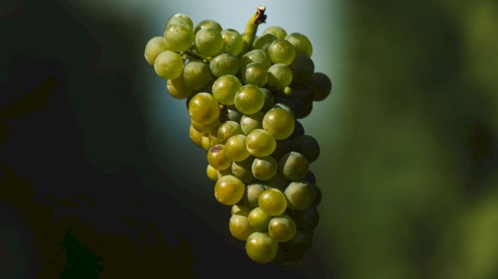 Bli kjent med chardonnay!